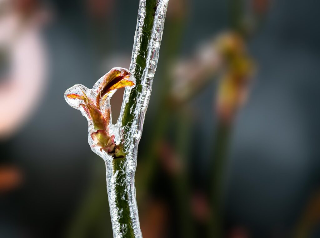 Orchards Suffer Tens of Billions of Forints in Damage due to Spring Frost post's picture