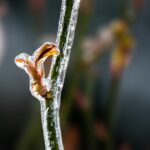 Orchards Suffer Tens of Billions of Forints in Damage due to Spring Frost