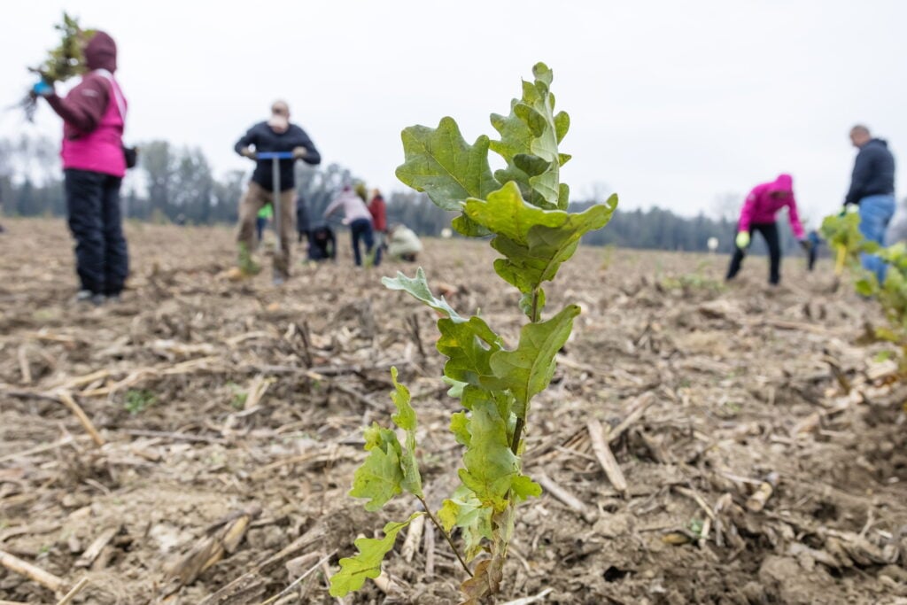 One and a Half Million Saplings Planted to Create a Climate-Resilient Forest post's picture