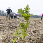 One and a Half Million Saplings Planted to Create a Climate-Resilient Forest