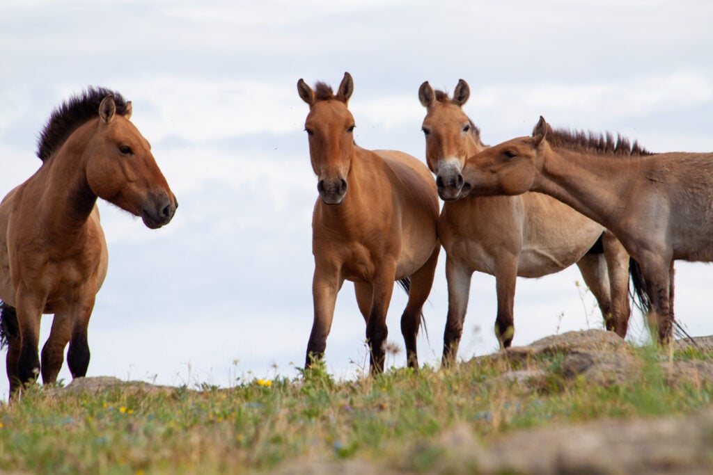 Ancient Wild Horse Species Relocated from Hortobágy to Kazakhstan post's picture