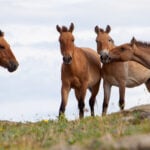 Ancient Wild Horse Species Relocated from Hortobágy to Kazakhstan