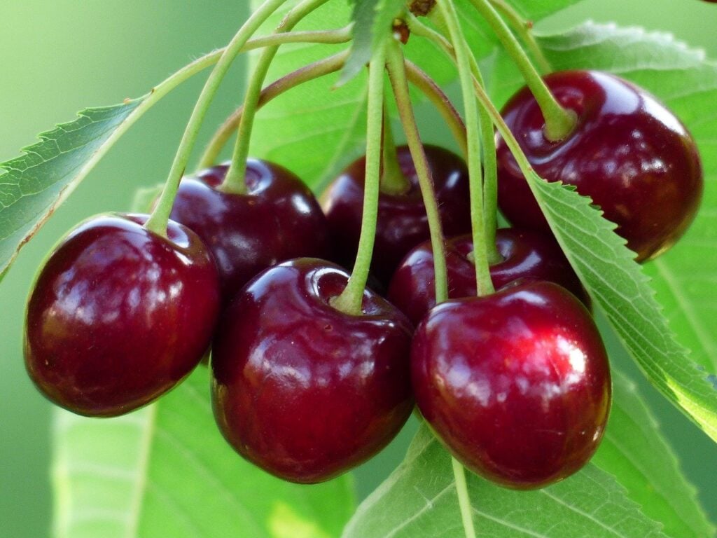 Cherry Industry Faces Worst Harvest in 25 Years After Severe April Frosts post's picture
