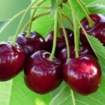 Cherry Industry Faces Worst Harvest in 25 Years After Severe April Frosts