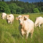 Light at the End of the Foot-and-Mouth Disease Tunnel