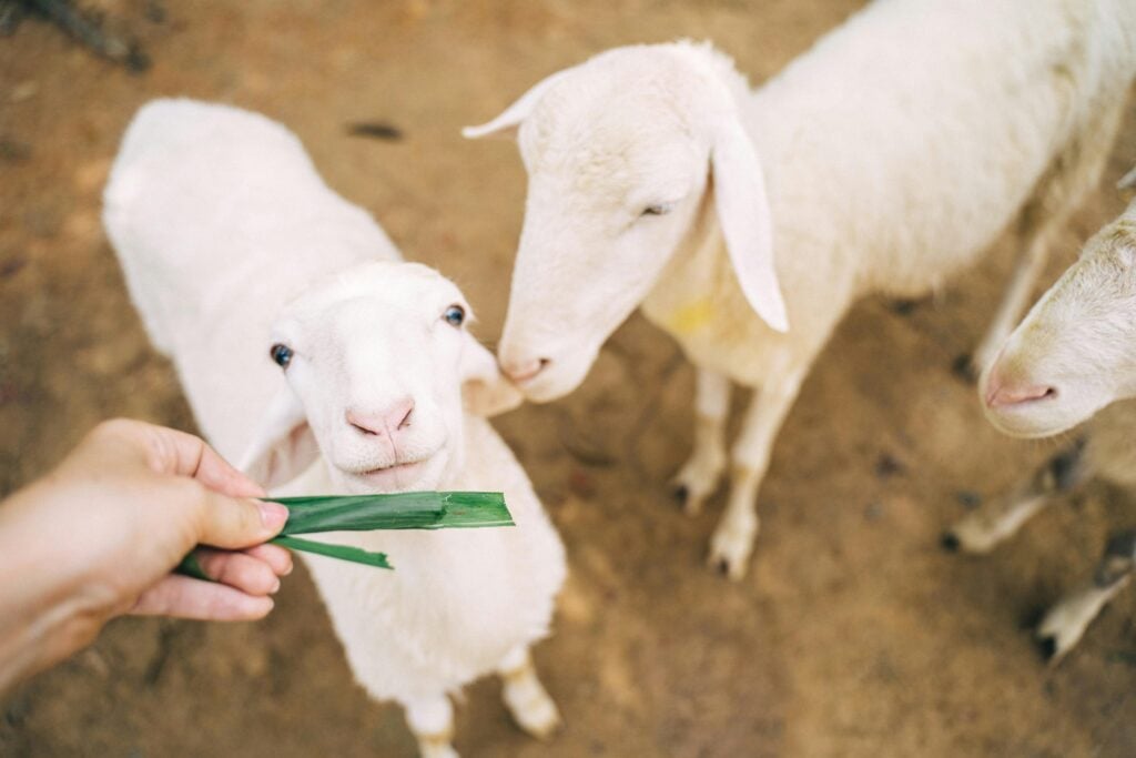 Hungary Calls for EU-wide Vaccination Program against Animal Diseases post's picture