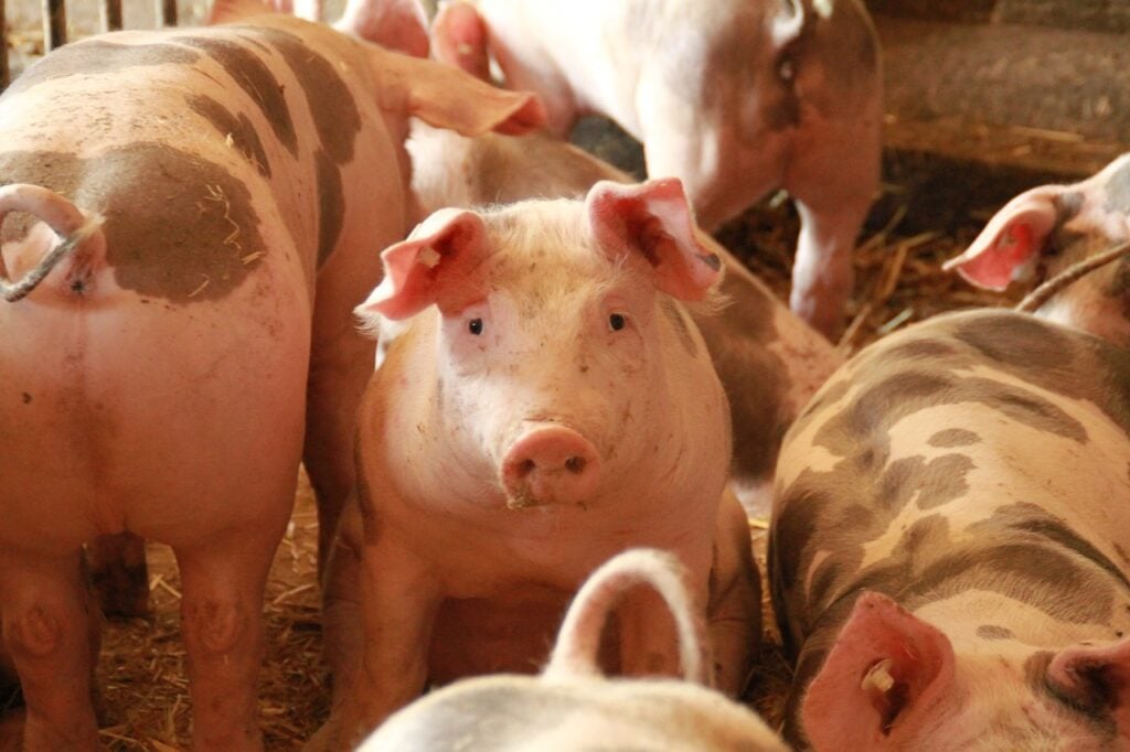 Compensation for Pig Farmers in Light of Foot-and-Mouth Disease post's picture