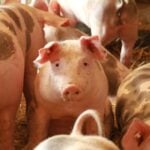 Compensation for Pig Farmers in Light of Foot-and-Mouth Disease