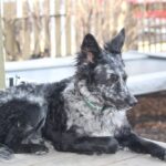 Rare Hungarian Dog Officially Becomes the UK’s Newest Breed