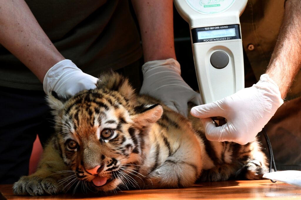 Tiger Cubs Await Visitors at Budapest Zoo post's picture