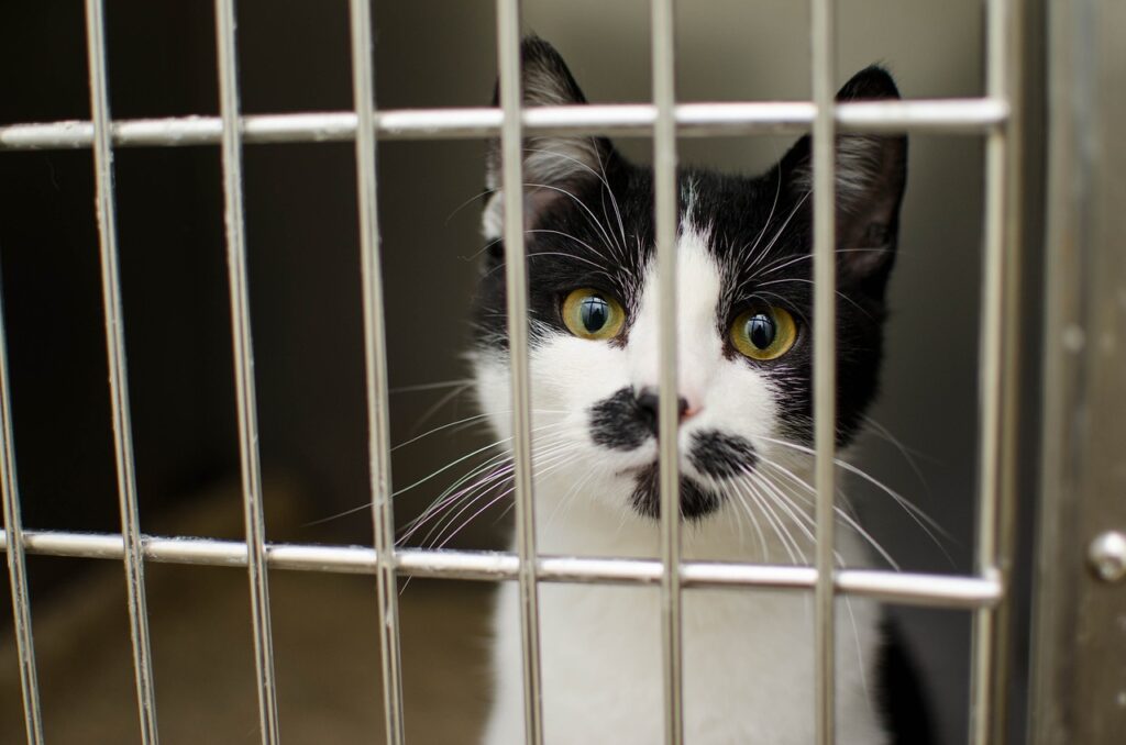 New Law to Impose Harsher Penalties for Animal Abuse post's picture