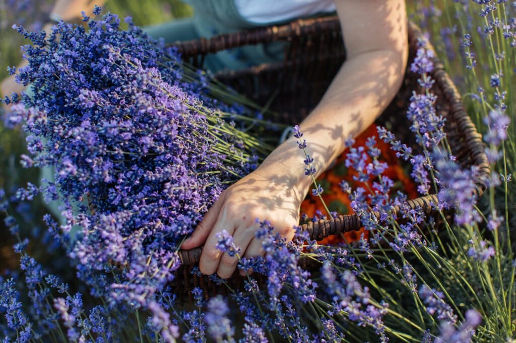 Tihany Turns Purple – Pick Your Own Flowers during Lavender Weeks! post's picture