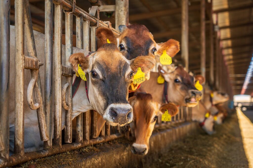 EU Could Lift Restrictions due to Foot-and-Mouth Disease within Days post's picture