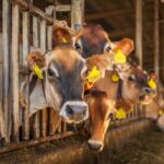 EU Could Lift Restrictions due to Foot-and-Mouth Disease within Days
