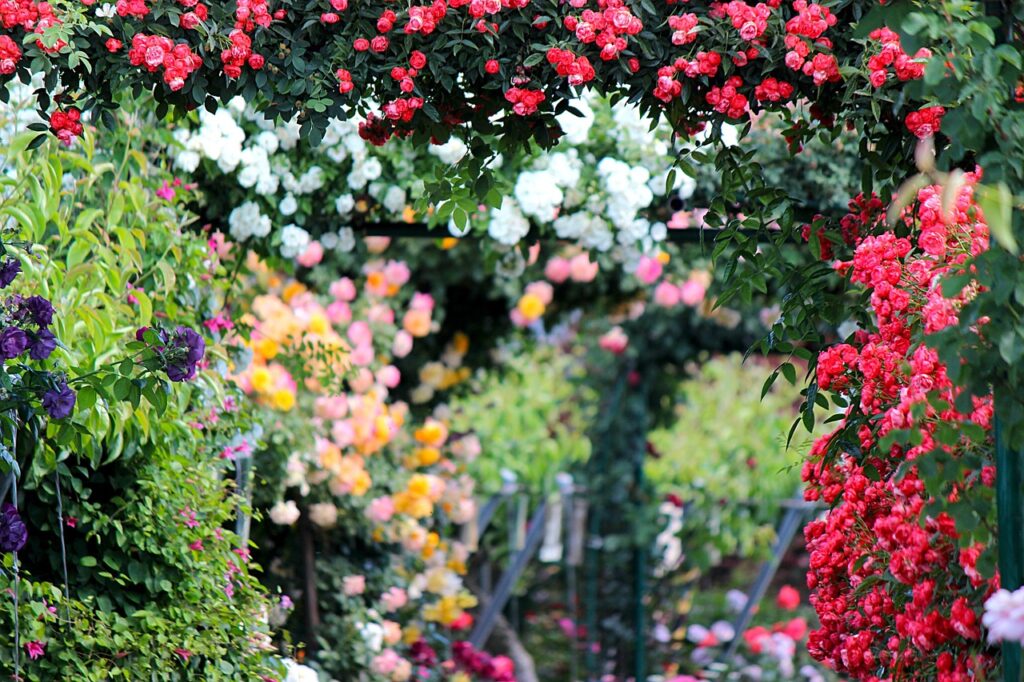Summer Flower Paradise Awaits Visitors at Szeged Botanical Garden post's picture