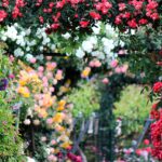 Summer Flower Paradise Awaits Visitors at Szeged Botanical Garden