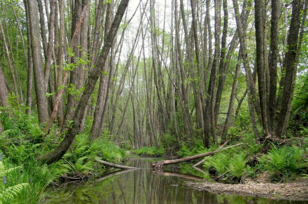 Major Investment to Restore Biodiversity in Őrség National Park post's picture