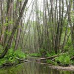 Major Investment to Restore Biodiversity in Őrség National Park