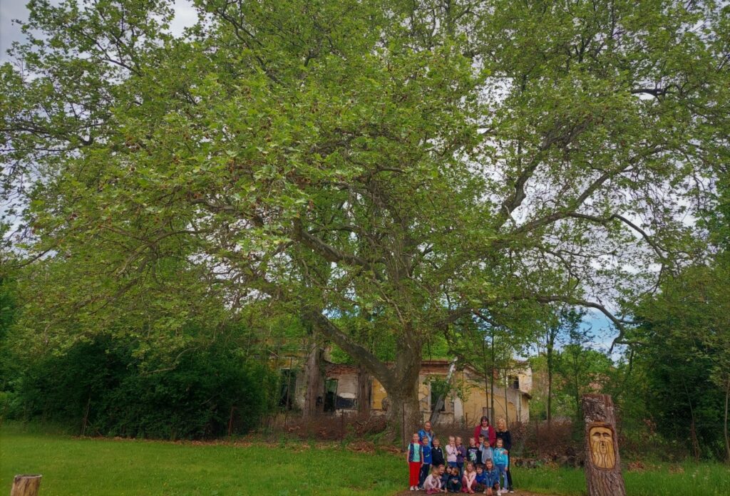 150-Year-Old Plane Crowned Tree of the Year post's picture