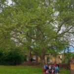 150-Year-Old Plane Crowned Tree of the Year