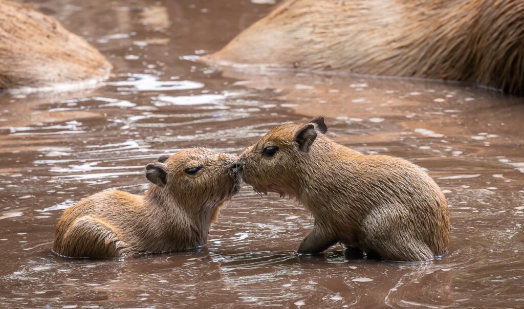 Three Tiny Newcomers Steal Hearts at Zoo Debrecen on Capybara Appreciation Day post's picture