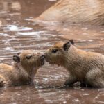 Three Tiny Newcomers Steal Hearts at Zoo Debrecen on Capybara Appreciation Day