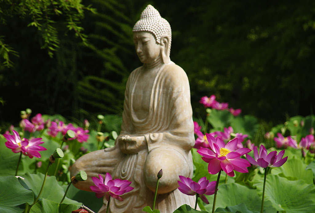 Lotus Days in Szeged: A Weekend of Far Eastern Culture and Blooming Beauty