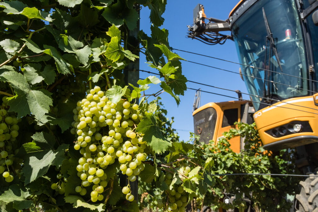 Grape Harvest Season Opens in South Balaton with Promising Yield post's picture