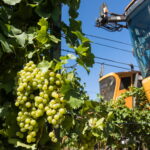 Grape Harvest Season Opens in South Balaton with Promising Yield