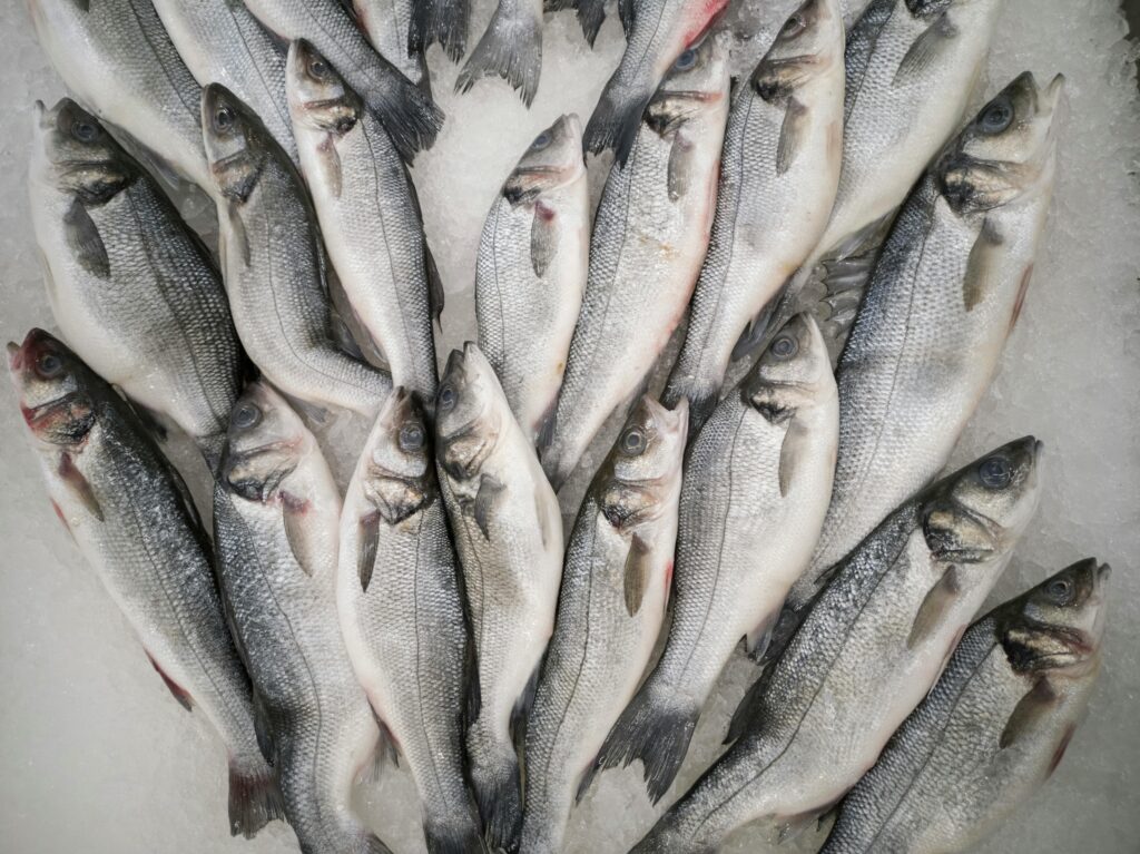 Lake Balaton Still Tops Hungary’s Fishing Rankings despite Decline post's picture