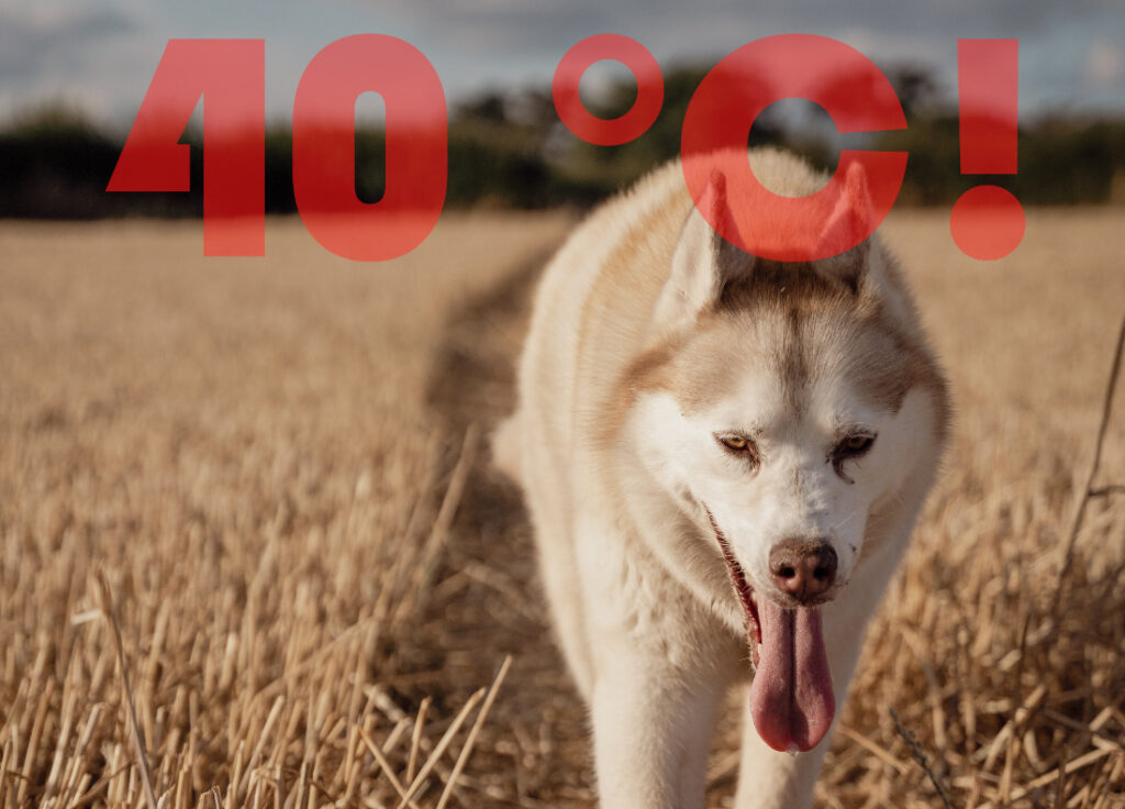 Heatwave to Return with Weekend Temperatures Nearing 40°C post's picture