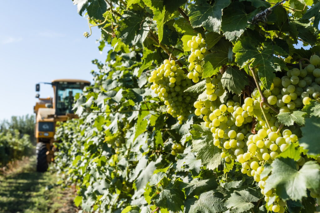 Government Expands Opportunities for Grape Growers post's picture