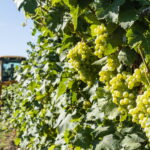 Government Expands Opportunities for Grape Growers
