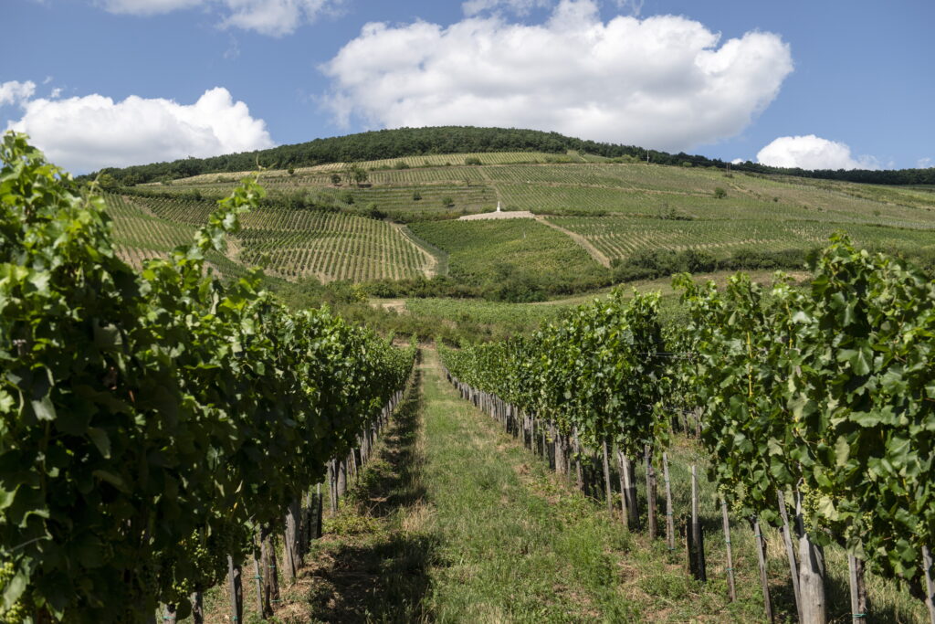 Flying Pest Control: Birds and Bats Reduce Vineyard Crop Loss, Study Finds
