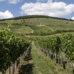 Flying Pest Control: Birds and Bats Reduce Vineyard Crop Loss, Study Finds