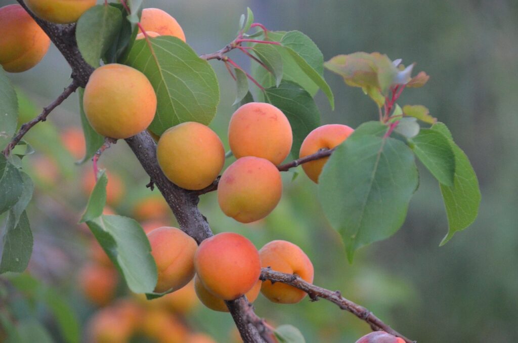 Research Project Aims to Save Domestic Apricot Production post's picture
