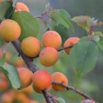 Research Project Aims to Save Domestic Apricot Production