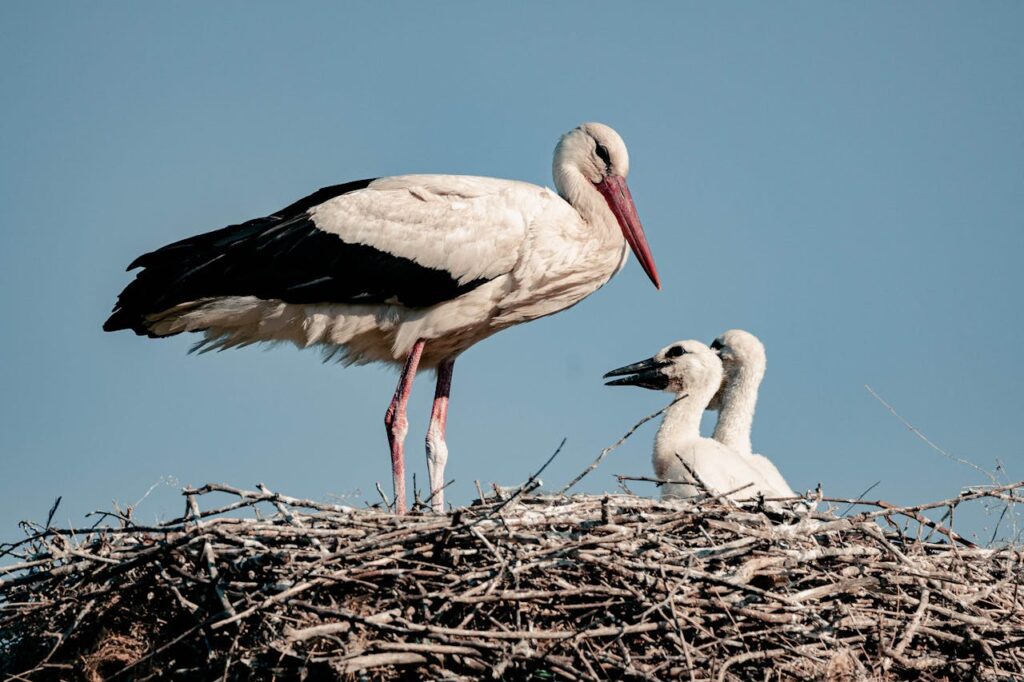 Record Number of White Stork Chicks Ringed This Year post's picture
