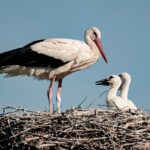 Record Number of White Stork Chicks Ringed This Year