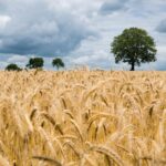 Wheat Overtakes Corn as Hungary’s Top Crop